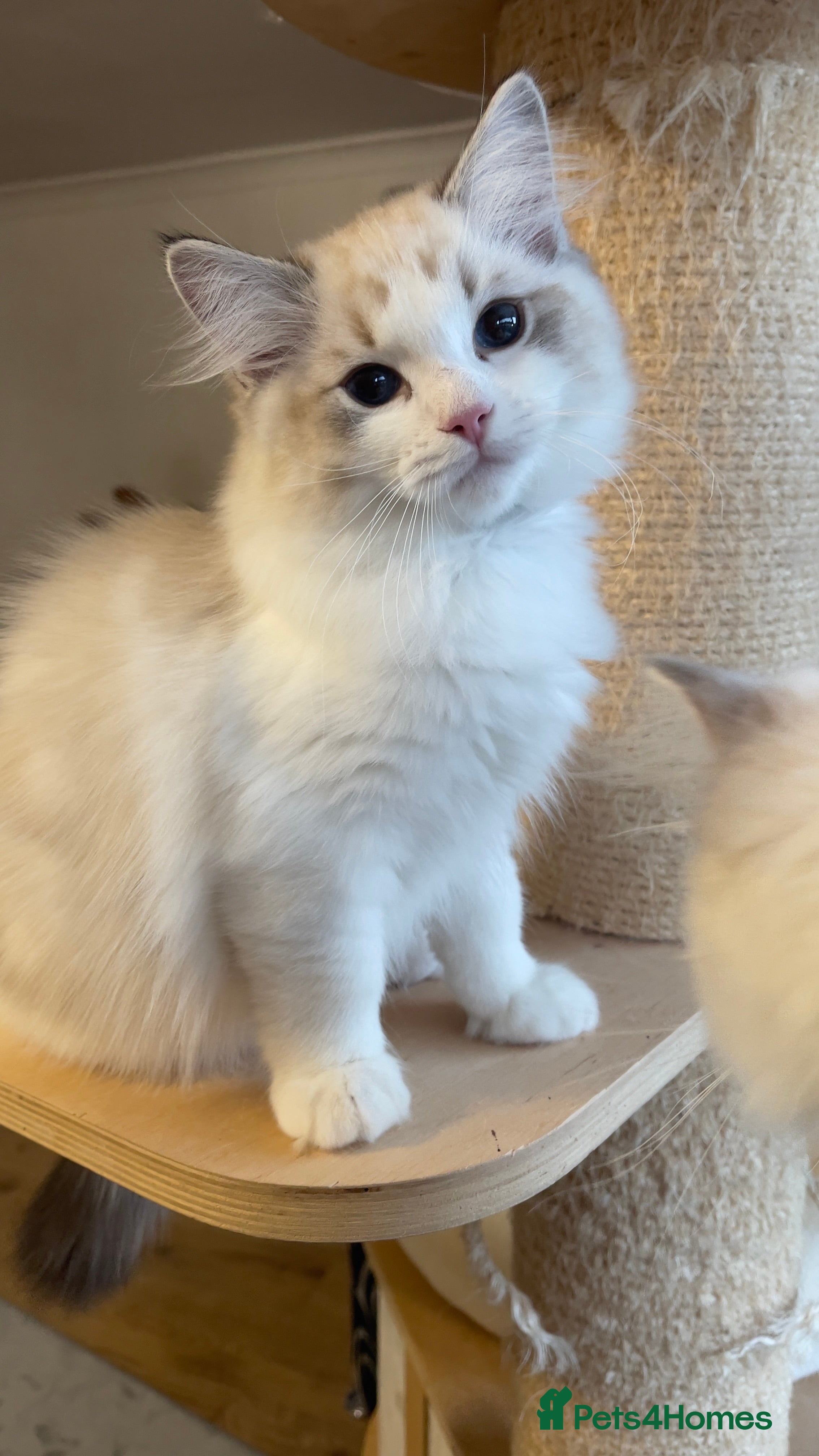 Ragdoll cats 🌟 Stunning TICA Ragdoll Kittens – Ready Now! - Advert 3