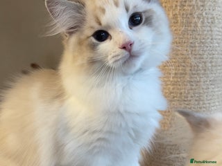Ragdoll cats 🌟 Stunning TICA Ragdoll Kittens – Ready Now! - Advert 13