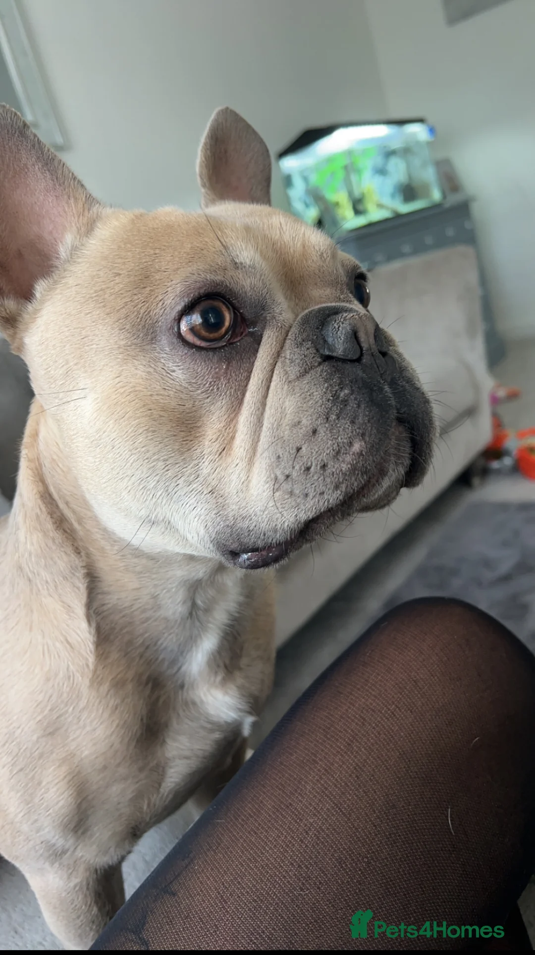 French Bulldog dogs for sale: French bull dog 3 years old  - Advert 1