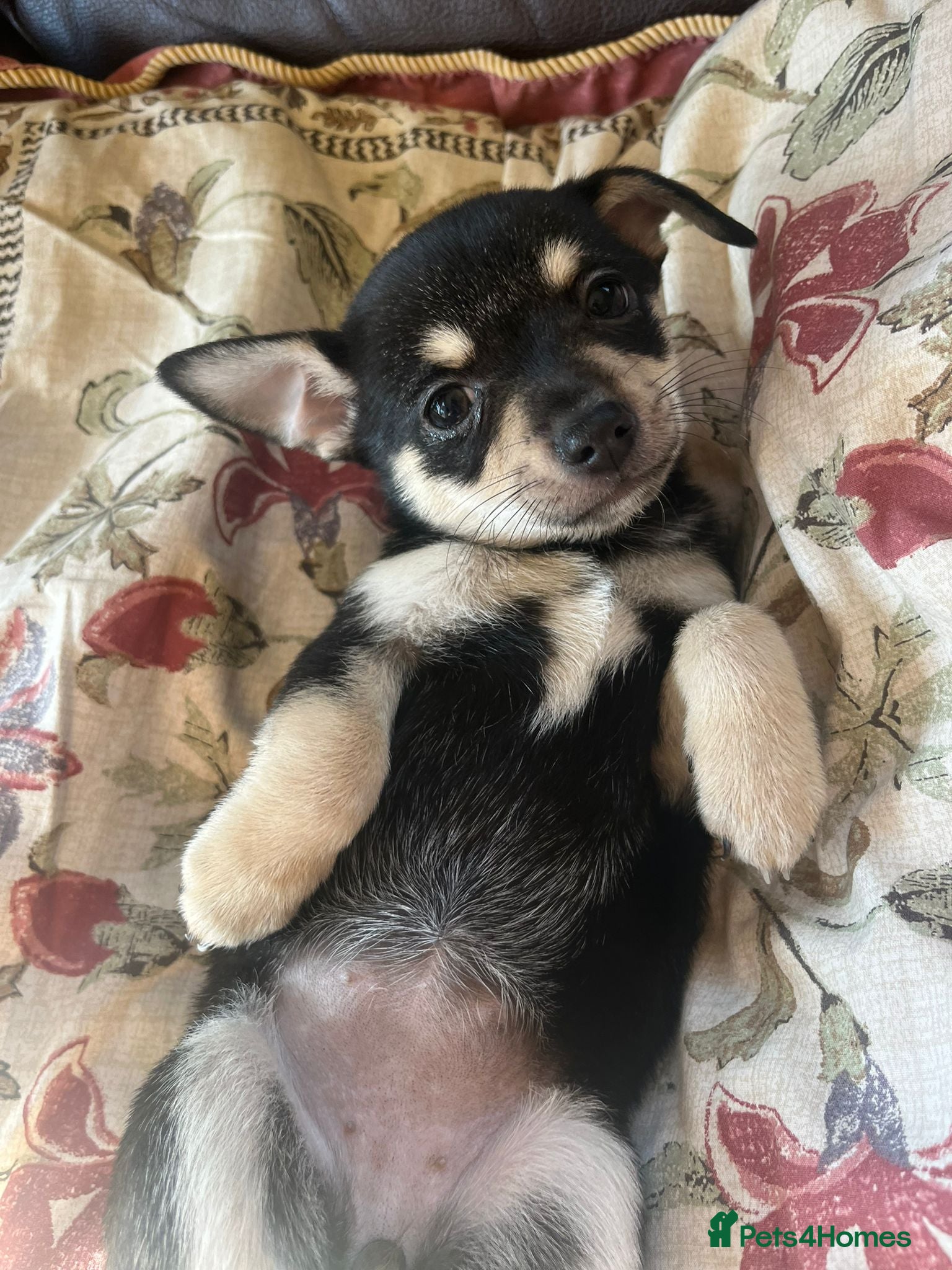 Chihuahua dogs 5 Beautiful Chihuahua Puppies For Sale  - Advert 1