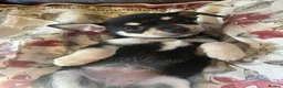 Chihuahua dogs for sale: 5 Beautiful Chihuahua Puppies For Sale  - Advert 18