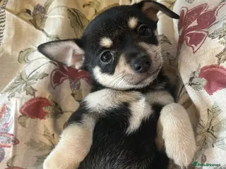 Chihuahua dogs 5 Beautiful Chihuahua Puppies For Sale - Advert 1