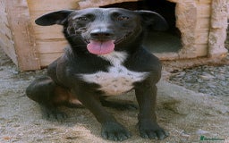 Mixed Breed dogs for adoption: 🐾 Benji – a gentle young lurcher seeking love ❤️ - Advert 1