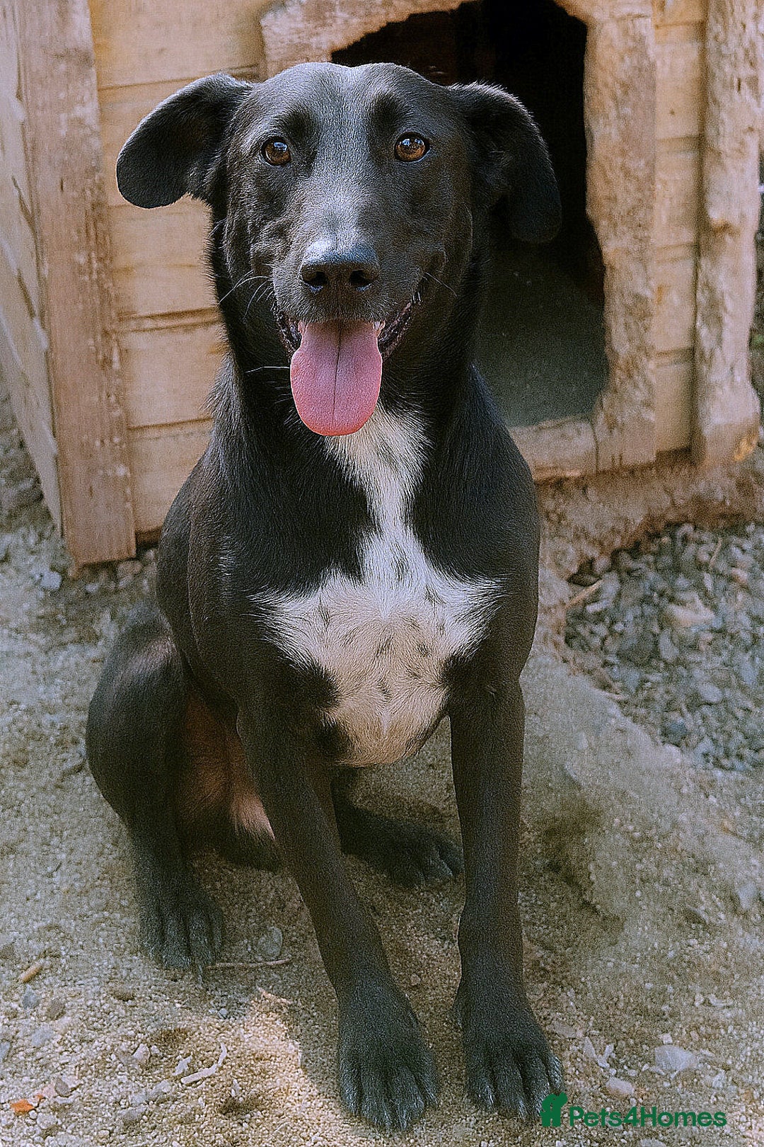 Mixed Breed dogs for adoption: 🐾 Benji – a gentle young lurcher seeking love ❤️ - Advert 1