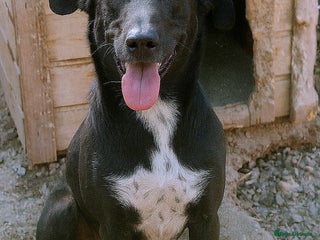 Mixed Breed dogs 🐾 Benji – a gentle young lurcher seeking love ❤️ - Advert 1