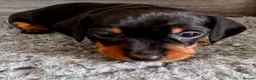 Miniature Dachshund dogs for sale: Miniature dachshund  in Huntingdon - Advert 4