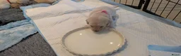 Labradoodle dogs for sale: Golden Labradoodle / Doubledoodle Puppies Viewings - Advert 9