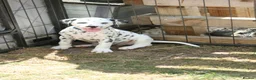 Dalmatian dogs for sale: Litter of pure Dalmatian puppies - Advert 1