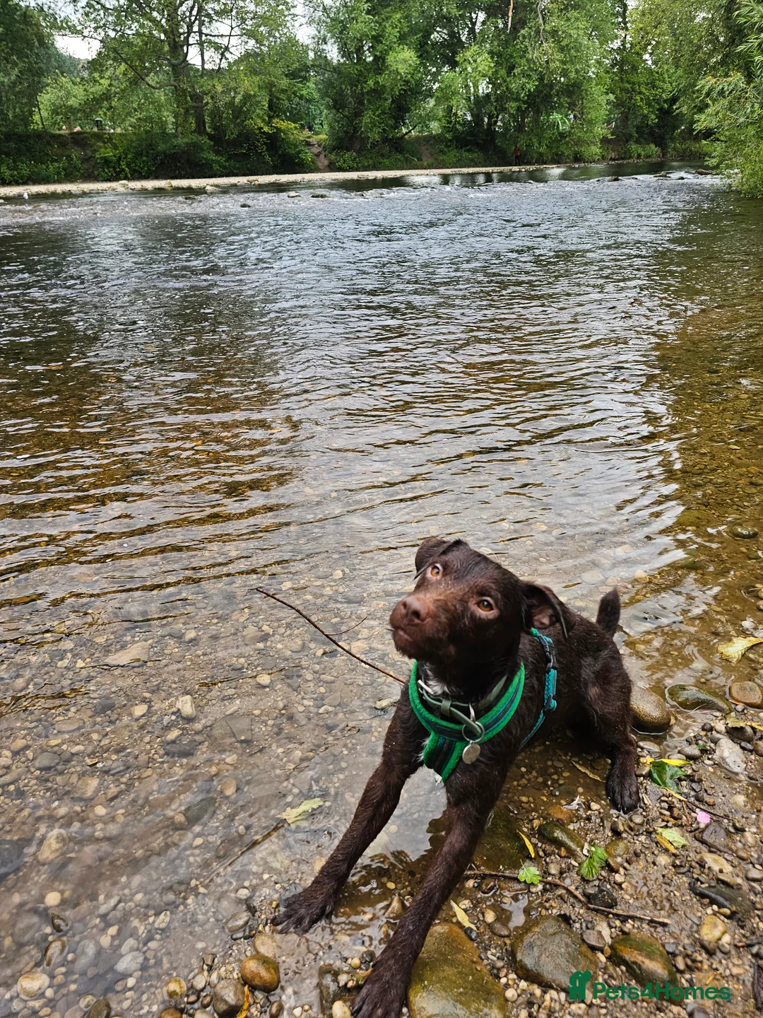 Patterdale Terrier dogs for stud: Patterdale for stud  - Advert 2