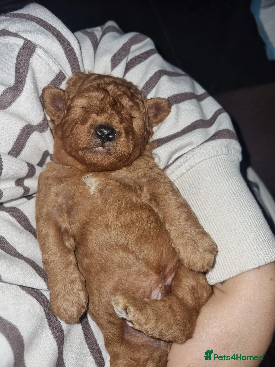 Miniature Poodle dogs for stud: Stunning Red Poodle for Stud in Motherwell - Advert 24
