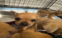 Chihuahua dogs for sale: Chihuahua pups - Image 6