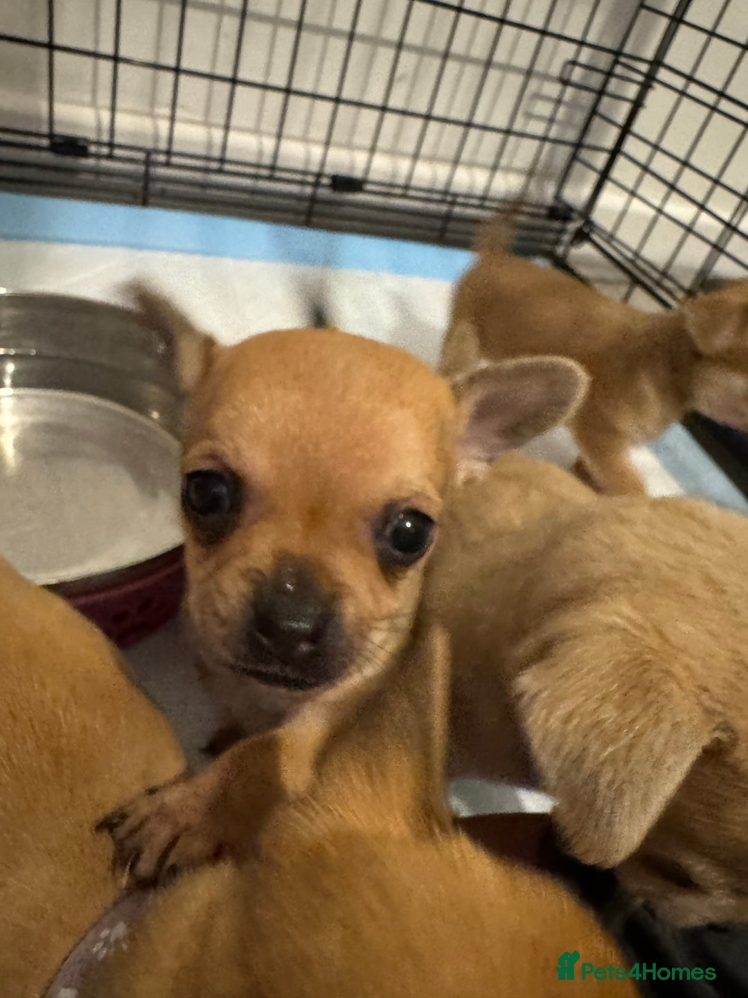 Chihuahua dogs for sale: Chihuahua pups - Image 6