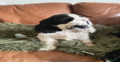Cocker Spaniel dogs in Selby - Advert 12