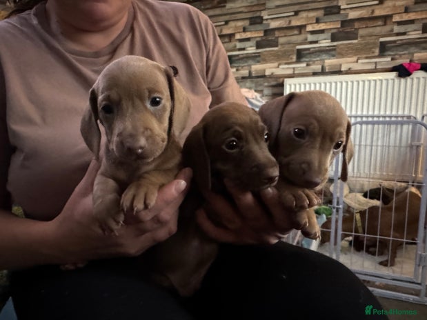 Miniature Dachshund dogs - Advert 3