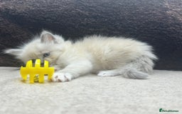 Ragdoll cats for sale: ⭐️BEAUTIFUL PUREBREED BLUEPOINT RAGDOLL KITTENS ⭐️ - Image 35