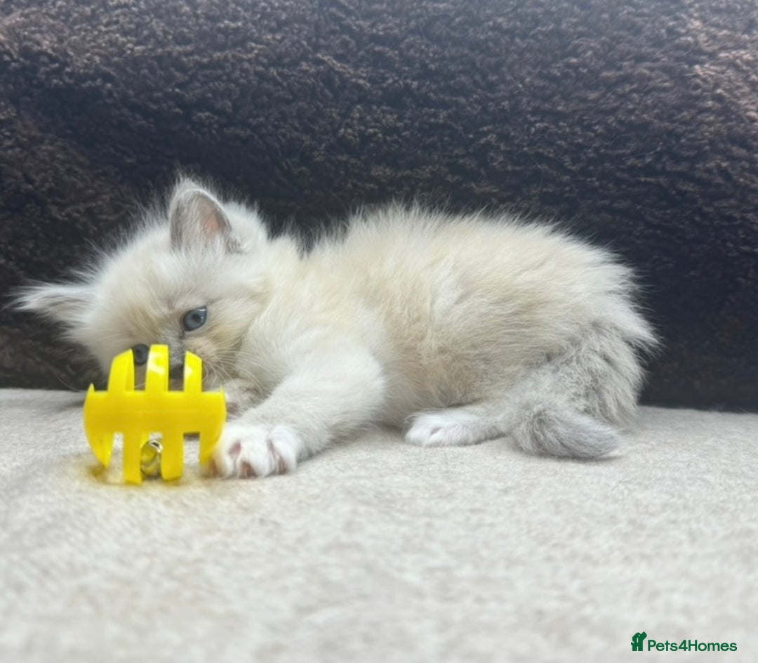 Ragdoll cats for sale: ⭐️BEAUTIFUL PUREBREED BLUEPOINT RAGDOLL KITTENS ⭐️ - Image 35