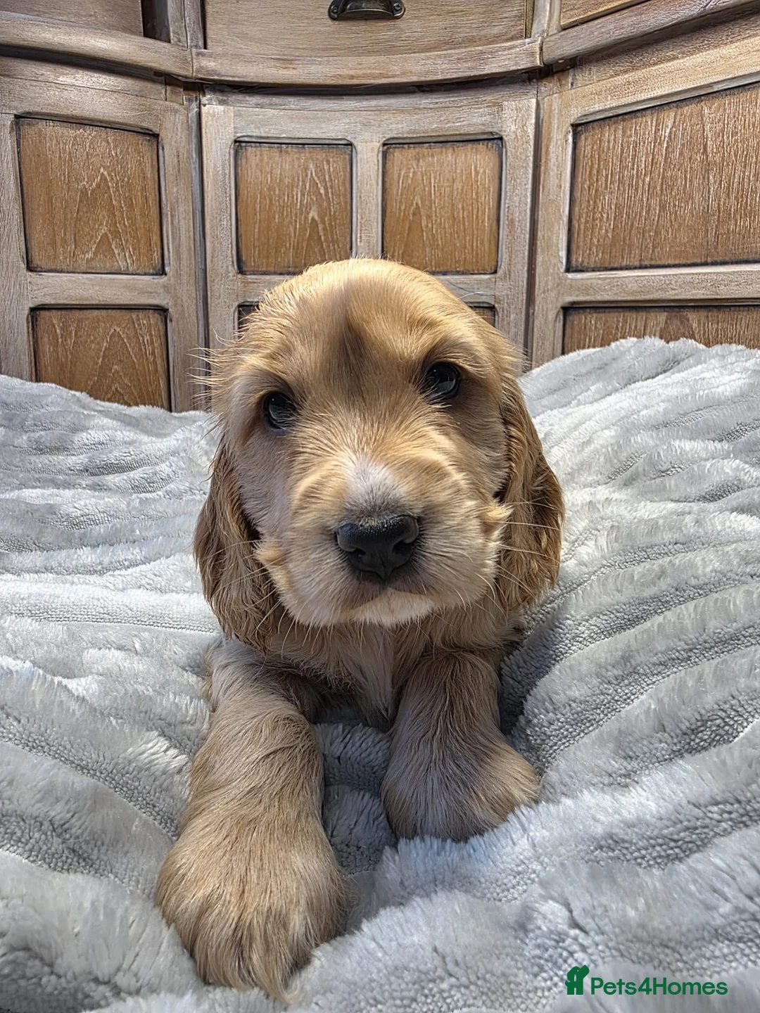 Cocker Spaniel dogs for sale: Show Cocker Spaniels - Advert 11