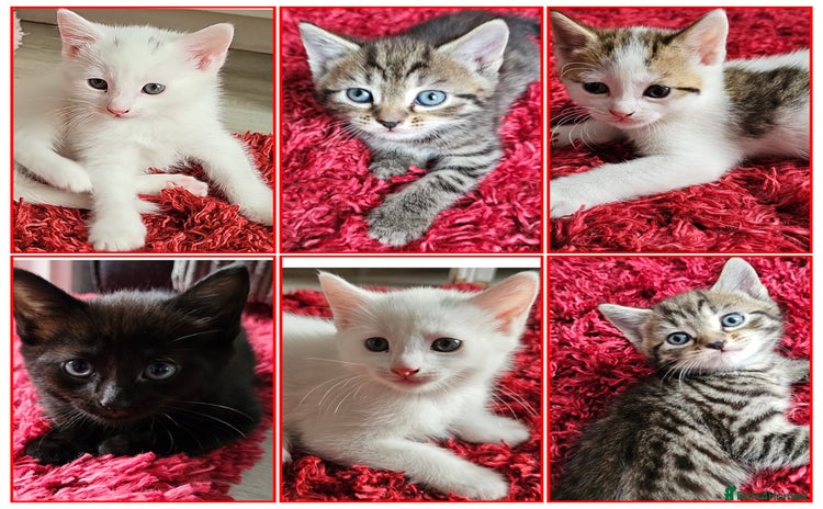 Mixed Breed cats - Advert 1