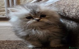 Persian cats for sale: ✨ Stunning Persian Kitten – Female – Ready Now 🌟 - Image 1