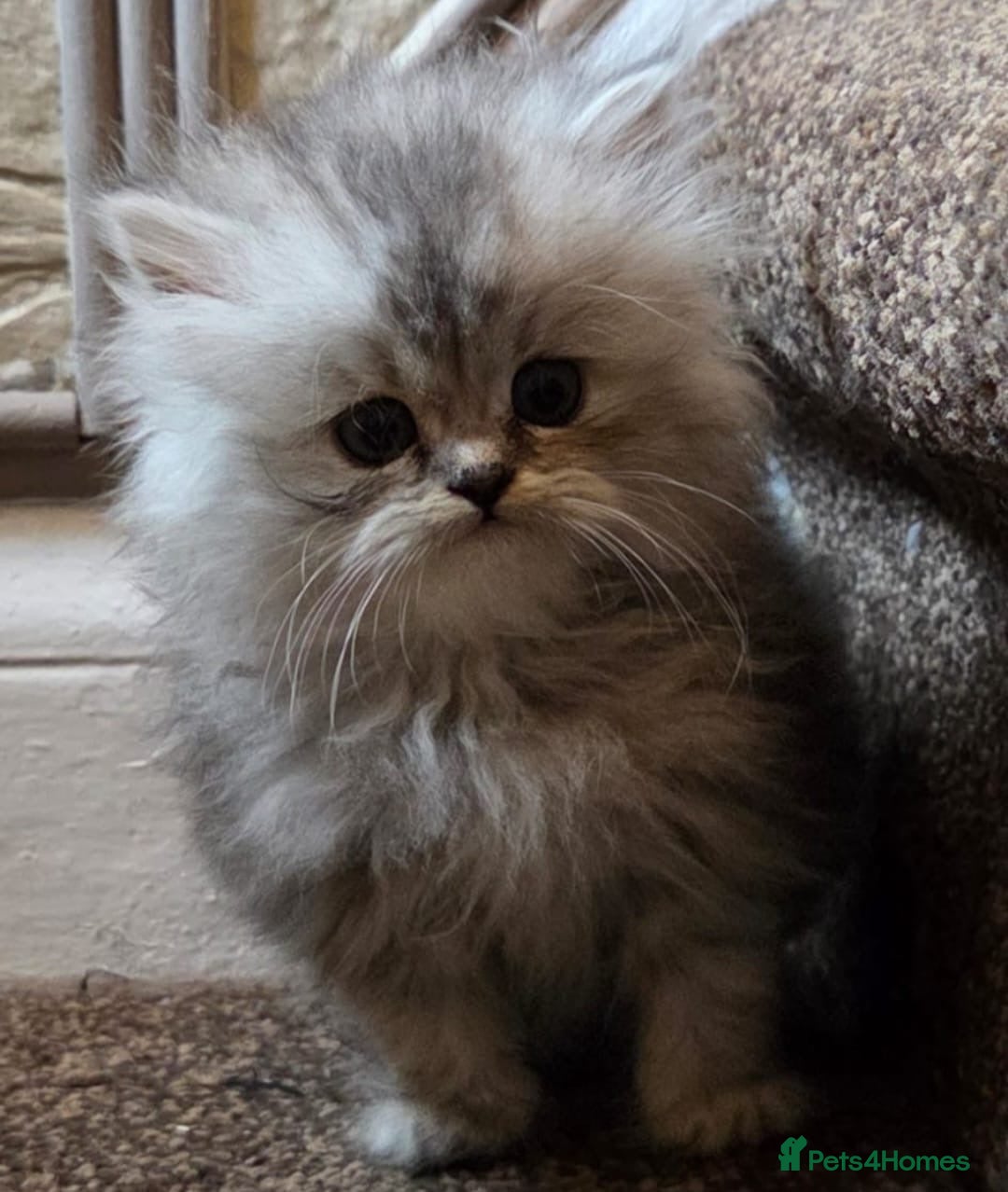 Persian cats for sale: ✨ Stunning Persian Kitten – Female – Ready Now 🌟 - Image 1