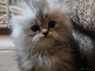 Persian cats ✨ Stunning Persian Kitten – Female – Ready Now 🌟 - Advert 8