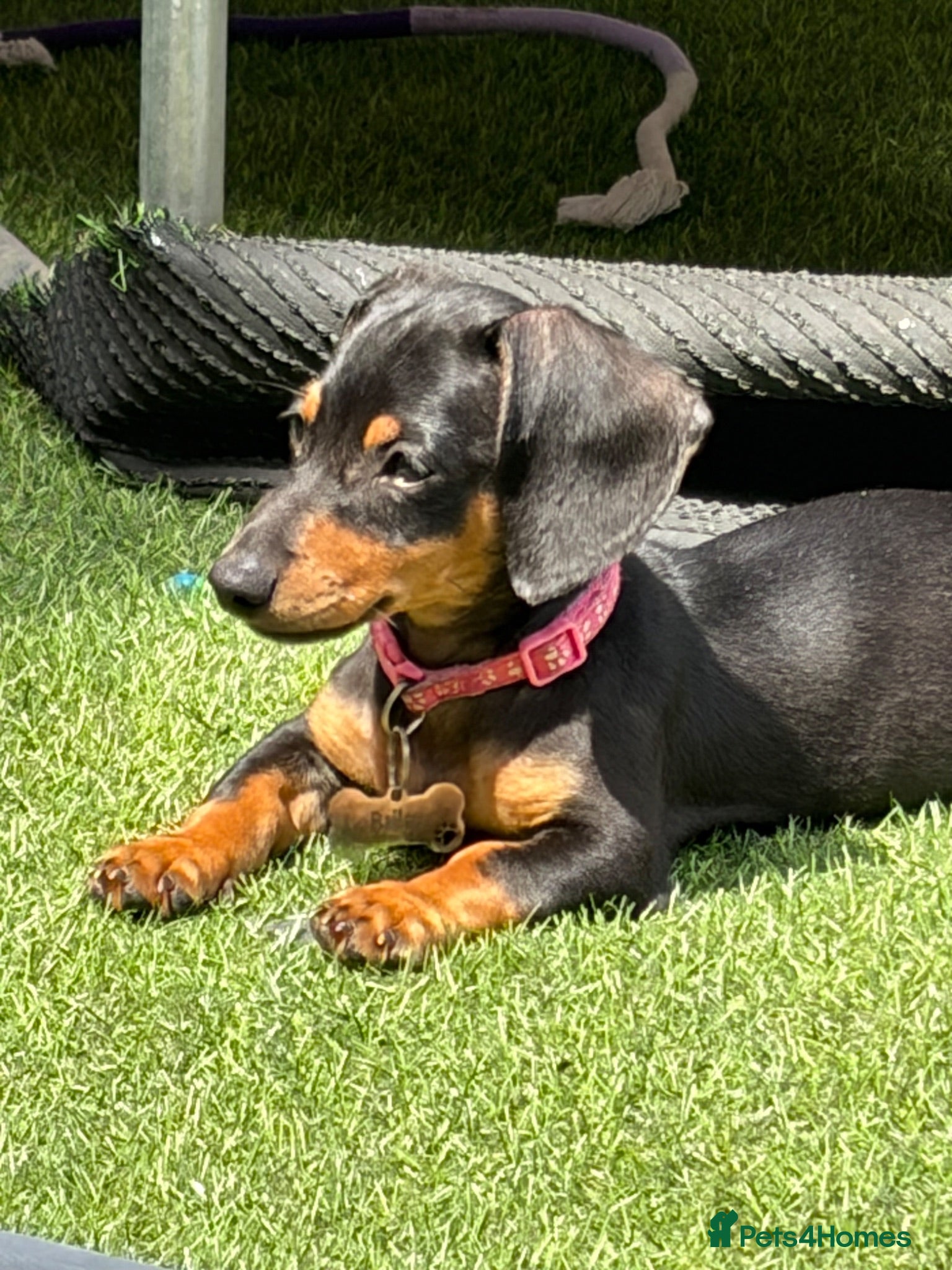 Dachshund dogs  urgent home needed 13 weeks  - Advert 3