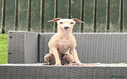 Italian Greyhound dogs for sale: Stunning dainty 1 year old neutered cream boy  - Image 1