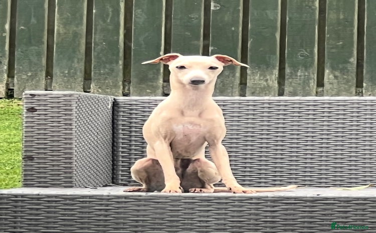 Italian Greyhound dogs - Advert 2