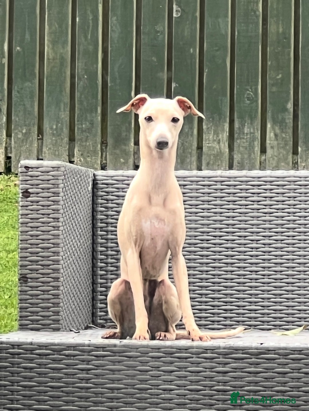 Italian Greyhound dogs for sale: Stunning dainty 1 year old neutered cream boy  - Image 1