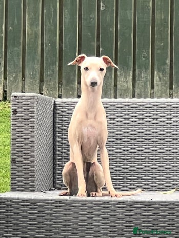 Italian Greyhound dogs - Advert 1