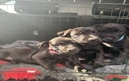 Patterdale Terrier dogs for sale: Pretty Patterdale Puppies  - Image 15