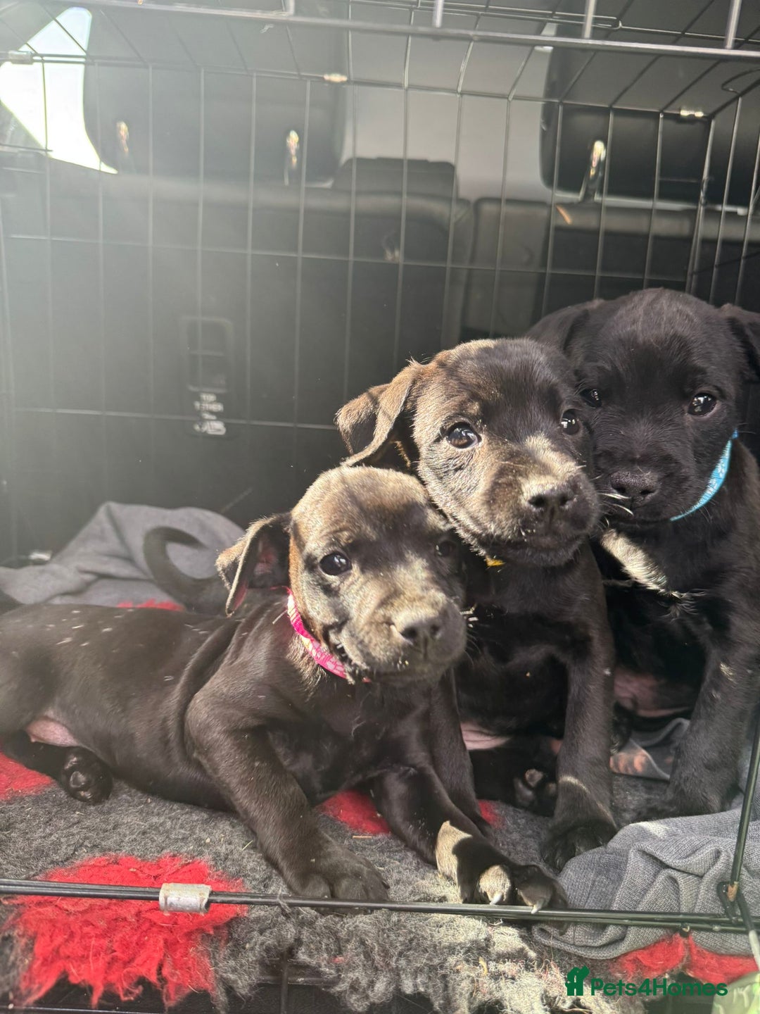 Patterdale Terrier dogs for sale: Pretty Patterdale Puppies  - Image 15