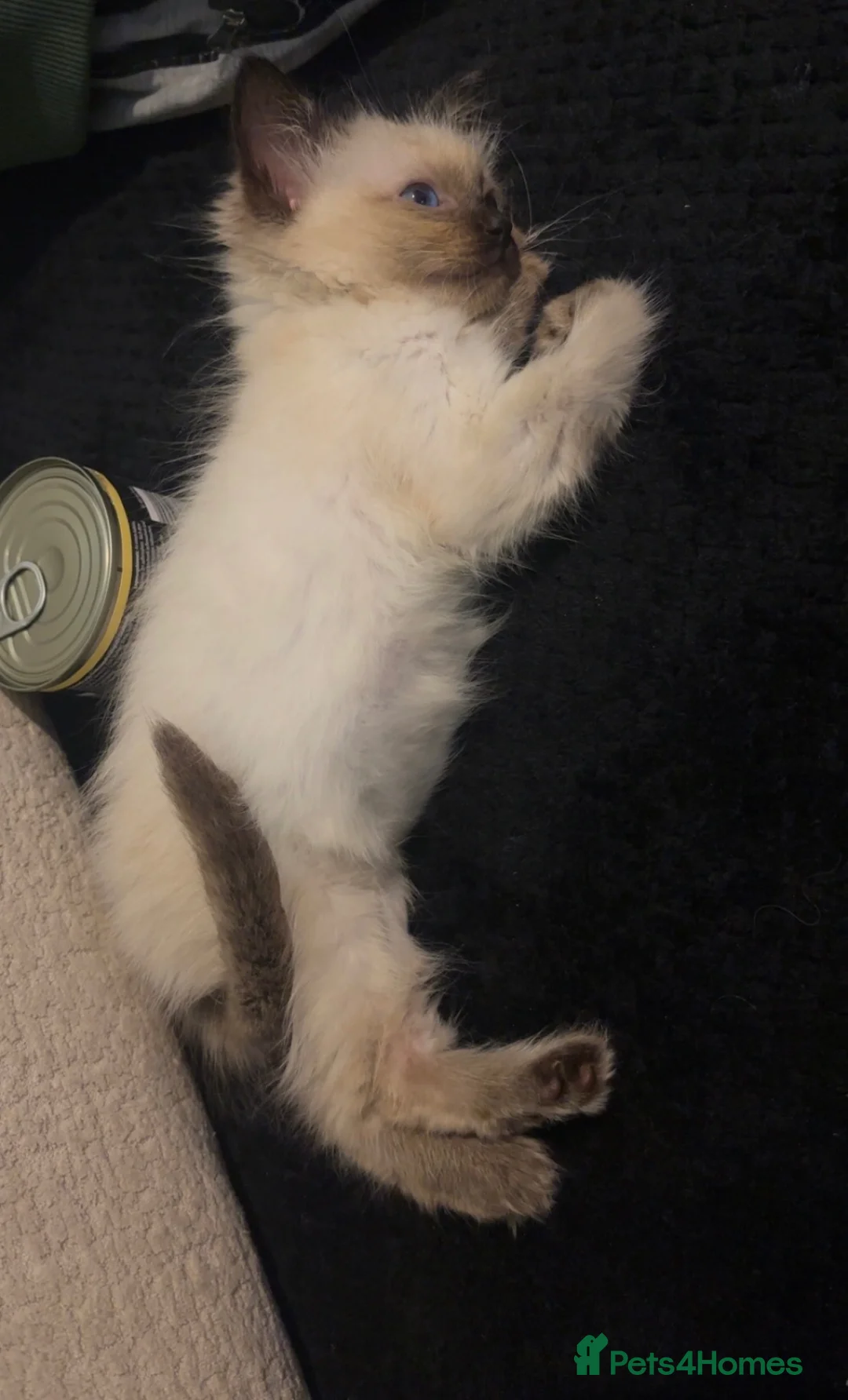 Ragdoll cats for sale: Seal point female ragdoll kitten  - Advert 2