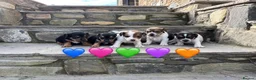 Jack Russell dogs for sale: 5 Jack Russel Puppy’s  - Advert 3