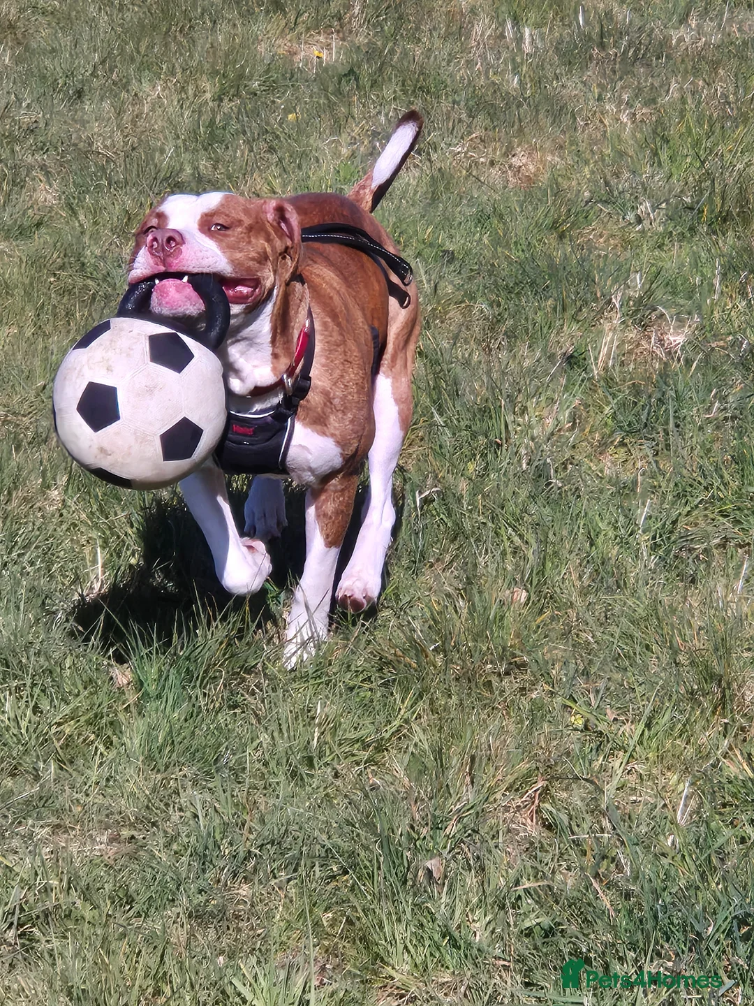 Mixed Breed dogs for sale: Beautiful Boy. Neutered  - Advert 1