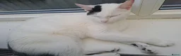 British Longhair cats for sale: 2 beautiful female domestic long-haired kittens   - Advert 9