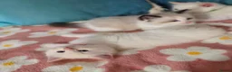 Ragdoll cats for sale: GCCF registered Ragdoll kittens  - Advert 28