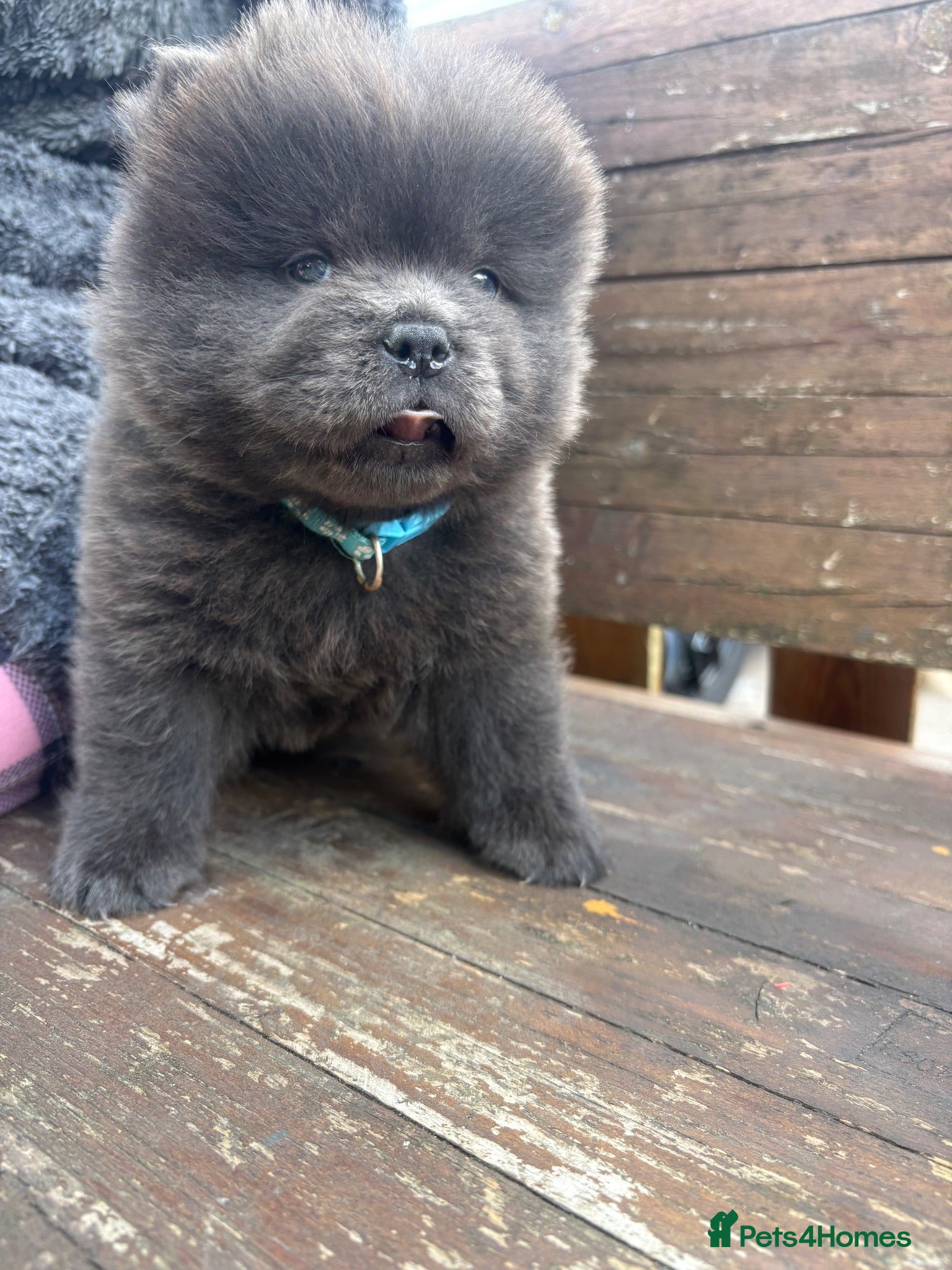 Chow Chow dogs Chow chow puppies 🩷🩷🩷💙🩷🩷🩷 - Advert 8