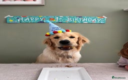 Golden Retriever dogs for sale: Golden retriever puppies  - Image 23