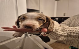 Miniature Dachshund dogs for sale: miniature daschund from £1200 - £1000 - Image 6