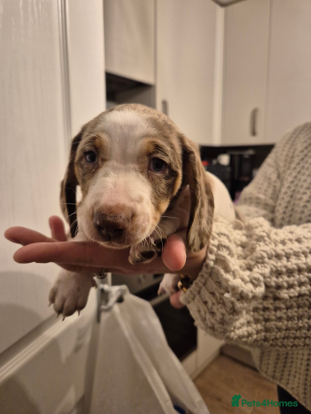 Miniature Dachshund dogs for sale: miniature daschund from £1200 - £1000 - Image 6