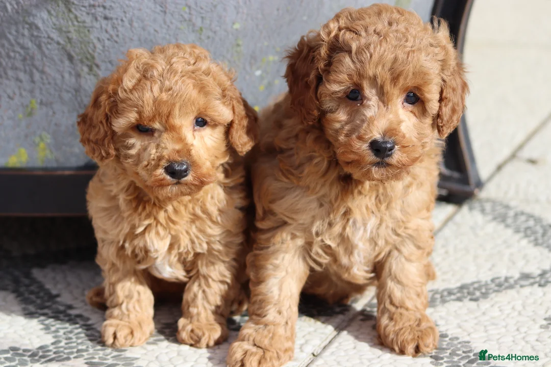 Cavapoochon dogs for sale: Cavapoochon puppies for sale Fox Red  - Advert 1
