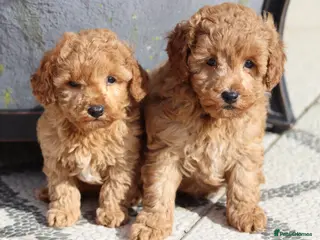 Cavapoochon dogs for sale: Cavapoochon puppies for sale Fox Red - Advert 2