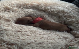 Cocker Spaniel dogs for sale: Beautiful Cocker Spaniel Puppies - Image 4