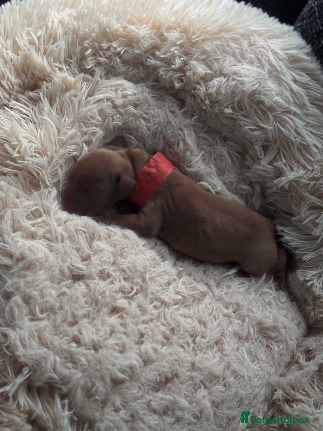Cocker Spaniel dogs for sale: Beautiful Cocker Spaniel Puppies - Image 4