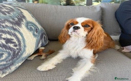 Cavalier King Charles Spaniel dogs for sale:  Cavalier King Charles Spaniel - Image 3