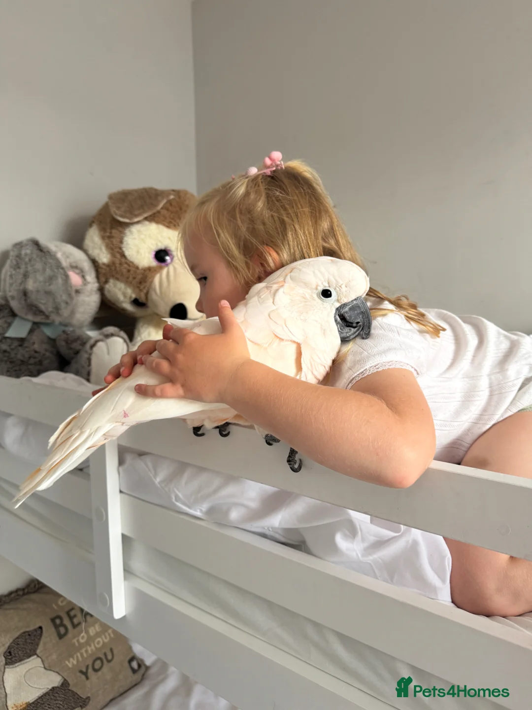 Cockatoo birds for sale: cockatoo moluccensis very rare that loves kids - Advert 10