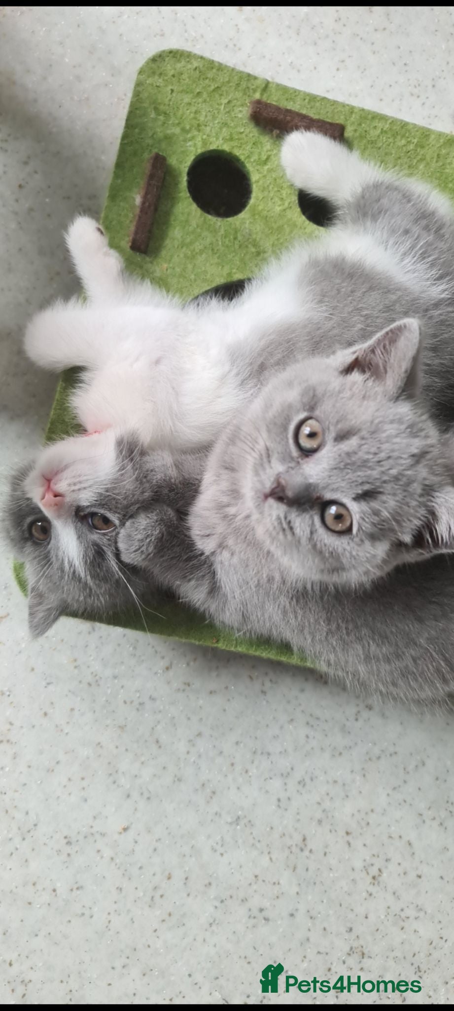 British Shorthair cats British Shorthair kittens**READY NOW** - Advert 2