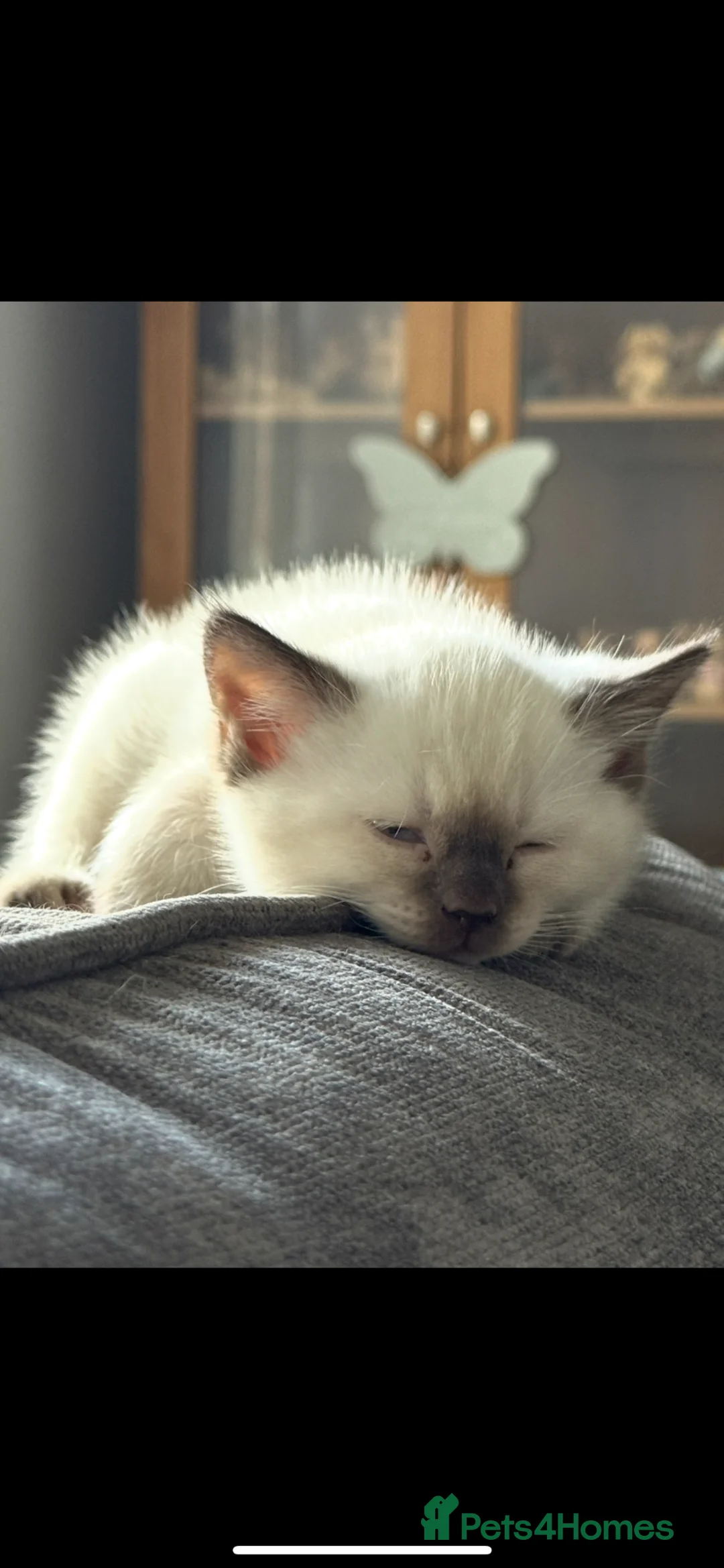 Mixed Breed cats for sale: Beautiful British shorthair X kittens  - Advert 7