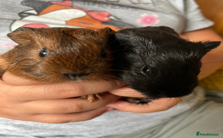 Guinea Pig rodents - Advert 9